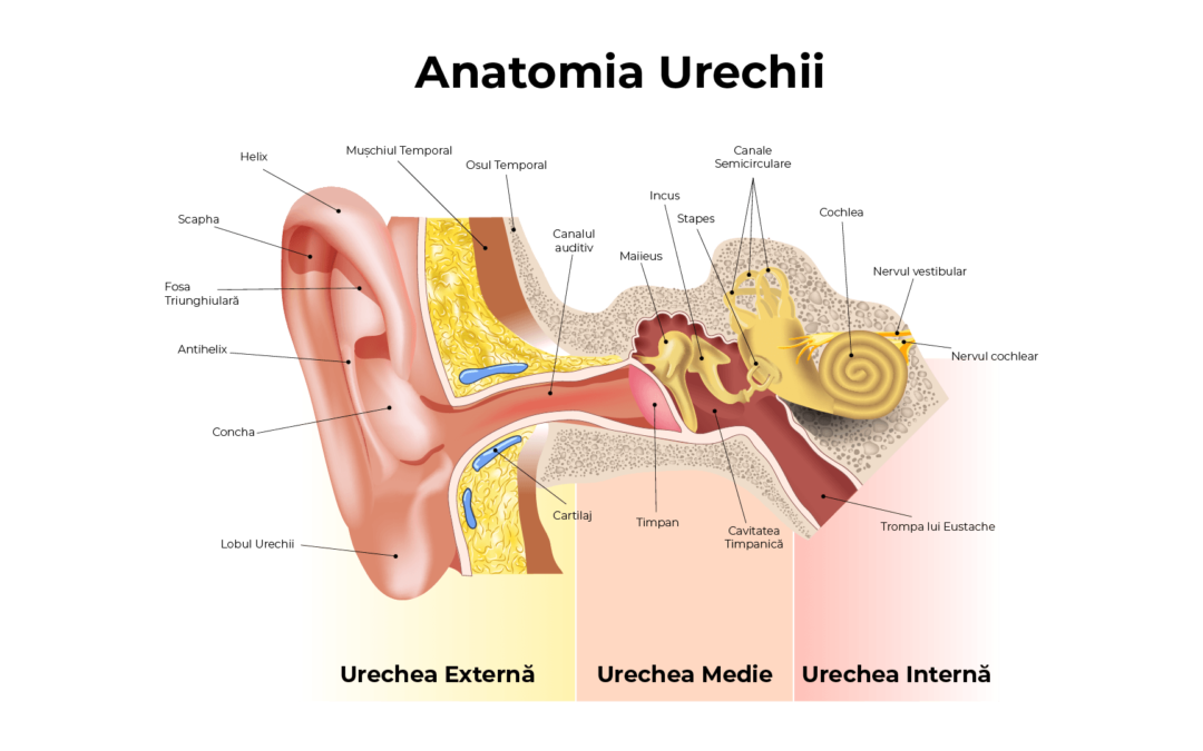 anatomia urechii